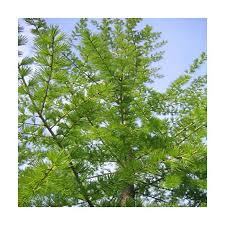 See more ideas about larch tree, tree, beautiful tree. Siberian Larch Golden Acre Home Garden