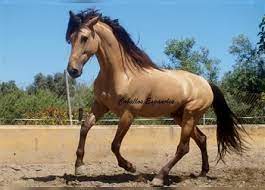 Das mustang pferd gilt als wildpferd, das sich in teilen der usa in der wildnis frei bewegt. Freizeitpferde Falbe Kaufen Und Verkaufen Ehorses De