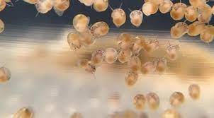 For example, you may need to move the eggs if fish are trying to eat them. Mystery Snail Egg Development Florida Mystery Snails