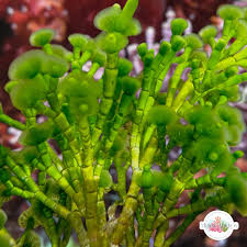 Image result for Macrotyloma rupestre × densiflo