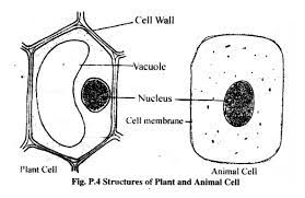 We did not find results for: Study Of The Structure Of Plant And Animal Cells
