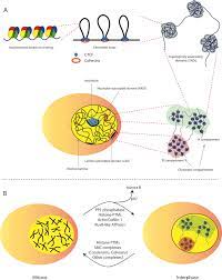 What is the relationship between interphase and cell division? Frontiers Chromatin Landscaping At Mitotic Exit Orchestrates Genome Function Genetics