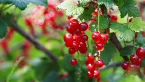 De struik verliest in de winter het blad. Grotere Bessen Door Goed Snoeien Tuinseizoen