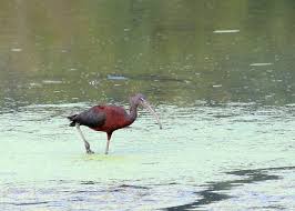 Image result for Ibis White 2014 AQ