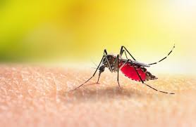 Image result for mosquito bite