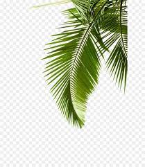 Palm Tree Background Png Download 683 1024 Free Transparent Paper Png Download Cleanpng Kisspng Palm Tree Background Palm Branch Palm Tree Png