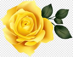 Roses belong to the family of plants called rosaceae. Yellow Rose Png Images Pngegg
