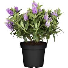 Image result for Hebe 'Andersonii'