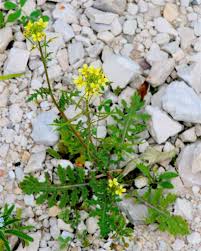 Image result for Erucastrum