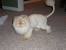 Maine Coon Lion Cut Cat