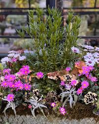 Image result for Jamesbrittenia