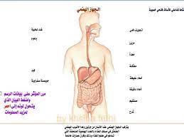 epingle par ريما ابو سنينه sur rima biologie anatomie