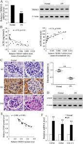 It is a prominent example of a contemporary designer drug specifically chosen to mimic. Altered Dna Methylation Of Trim13 In Diabetic Nephropathy Suppresses Mesangial Collagen Synthesis By Promoting Ubiquitination Of Chop Ebiomedicine