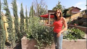 Some herbs are medicinal while others taste delicious. How To Attract Bees To Your Garden Youtube