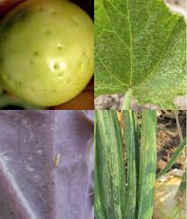Image result for thrips damage on cucumber