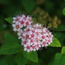 Image result for Spiraea japonica ´Little Princess