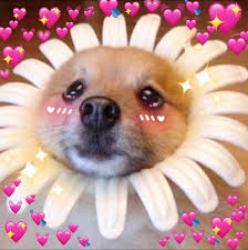 Welcome to the wholesome side of the internet! Dog Wholesome Wholesome Meme Mood Pics Memes Wholesome Memes