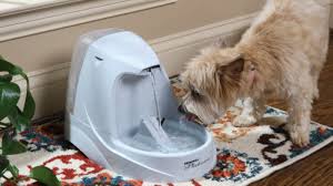 Most hardware stores won't carry everything needed for this type of fountain, but you can purchase materials from a water garden shop or online. Should You Get A Self Filling Water Dish For Your Pet Imore