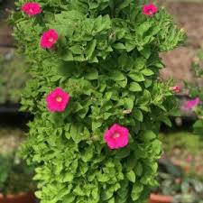 We did not find results for: Petunia Hanging Flower Pouch