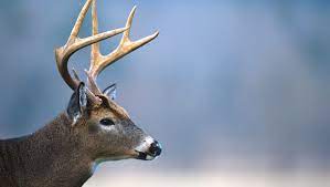 Download Answer Man Can I Kill A Deer With My Bare Hands