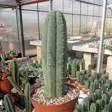 Molded by dry desert climates, they don't require much water or care and obtaining the seeds from tropical varieties of cactus can be different than obtaining the seeds from a desert cactus, but the general. Trichocereus Pachanoi Uhlig Kakteen More Than 5 000 Different Species
