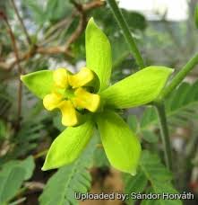 Image result for Stathmostelma pauciflorum