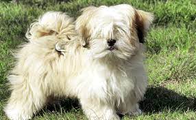 Lhasa Apso Burke S Backyard