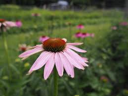 This campground is very pet friendly! At Withy Hollow Flower Farm You Can Pick Your Own Flower Bouquet