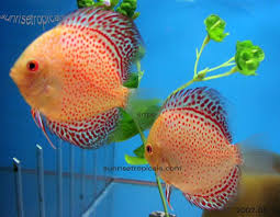 Rare Discus Fish Types Of Discus Fish Advice On Rare Discus Fish Fish Discus Fish Discus