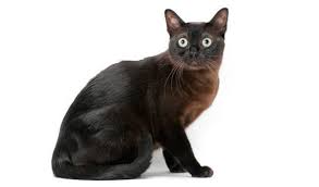 10 Reasons To Reconsider Buying A Burmese Cat In 2020 Burmese Cat Cat Breeds Burmese Kittens