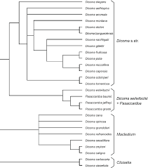 Image result for Dicoma capensis