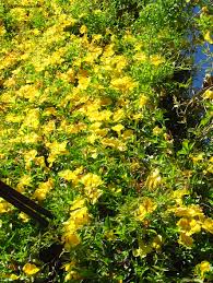 Image result for Dolichandra unguis-cati