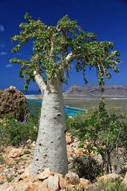 Dendrosicyos Is A Monotypic Genus In The Cucurbitaceae The Only Species Is Dendrosicyos Socotranus The Cucumber Tree The Species Is Endemic To The Is Paesaggi