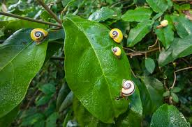 Image result for Polymixis polymita