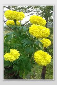 We did not find results for: Bunga Marigold Kuning Yang Indah Fotografi Templat Jpg Unduhan Gratis Pikbest