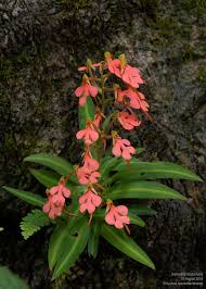 Image result for Habenaria villosa