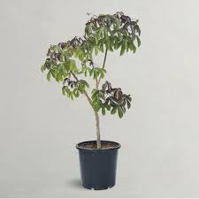 Image result for Jatropha gossypiifolia