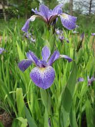 Seeds Iris Versicolor Northern Blue Flag Iris Northern Blue Flag Iris Versicolor Blue Flag Iris