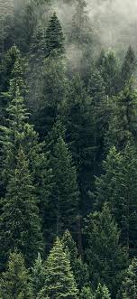Check spelling or type a new query. Trees Green Fog Forest Wallpaper Iphone X Wallpaper Forest Wallpaper Iphone Forest Wallpaper Green Nature Wallpaper