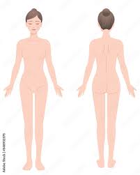 Vecteur Stock 女性の裸体全身図 正面と背面 イラスト 脱毛/エステ/ダイエット | Adobe Stock