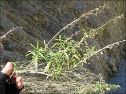 Image result for Maerua salicifolia