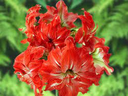 Amaryllis Amaryllis Flowers Beautiful Pink Flowers Flowers Gif
