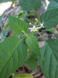 Image result for Solanum americanum