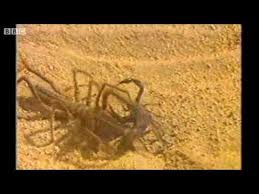 Do they scream and grow to the a promised land hardcover by barack obama 44th president of the untied states. Camel Spider Attacking A Scorpion Youtube