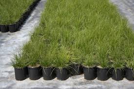 Image result for Carex sp.no.1