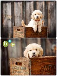 Golden Retriever Puppy Pet Photography Hbt Photo Blog Www Hbtphoto Com Portraits Dog Ph Puppy Photography Professional Dog Photography Dog Photoshoot