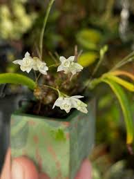 Image result for Bulbostylis pusilla