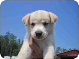 All they mean is that the puppy doesn't have an infection like distemper. West Warwick Ri Siberian Husky Meet Husky Shepherd Mix Puppies A Pet For Adoption