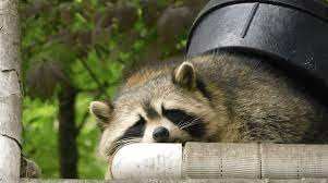 How to keep raccoons away from your house nite guard. How To Keep Raccoons Away From Your House Nite Guard