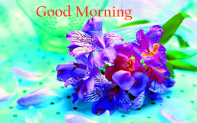 Good Morning Flowers Images Wallpaper Pics Download Flower Good Morning Love Pictures For Whatsapp 16098 Hd Wallpaper Backgrounds Download
